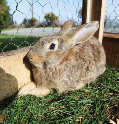 DIY Wire Rabbit Cages and Equipment - Grit